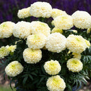 Marigold F1 White Moon Flower Imported 20 Seeds