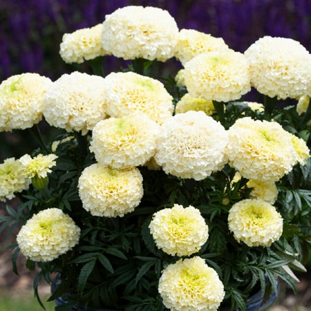 Marigold F1 White Moon Flower Imported 20 Seeds