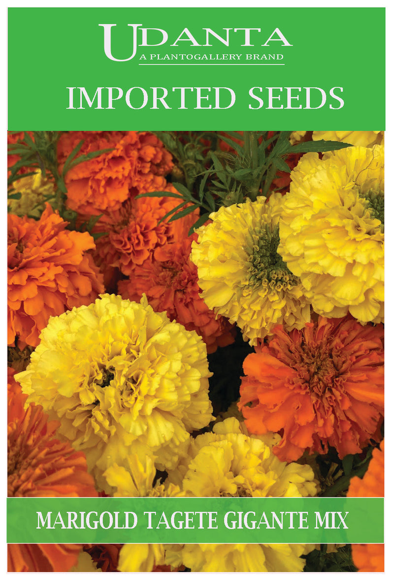 Udanta Imported Flower Seeds - Marigold Tagete Gigante Fiori Pieno All Season Flower Seeds - 2.5Gm (Mix) Pack of 5 Pkt