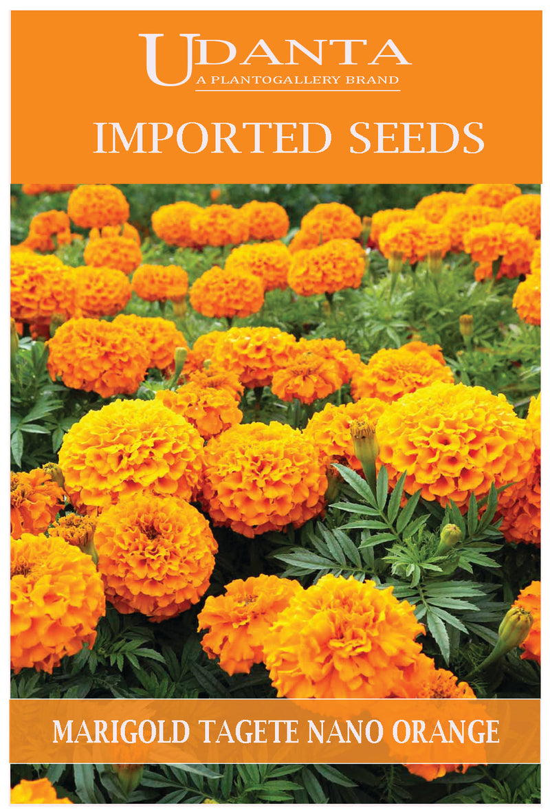Udanta Imported Flower Seeds - Marigold Tagete Nano Arancio Perennial Flower Seeds - Qty 2Gm (Orange) Pack of 5 Pkt