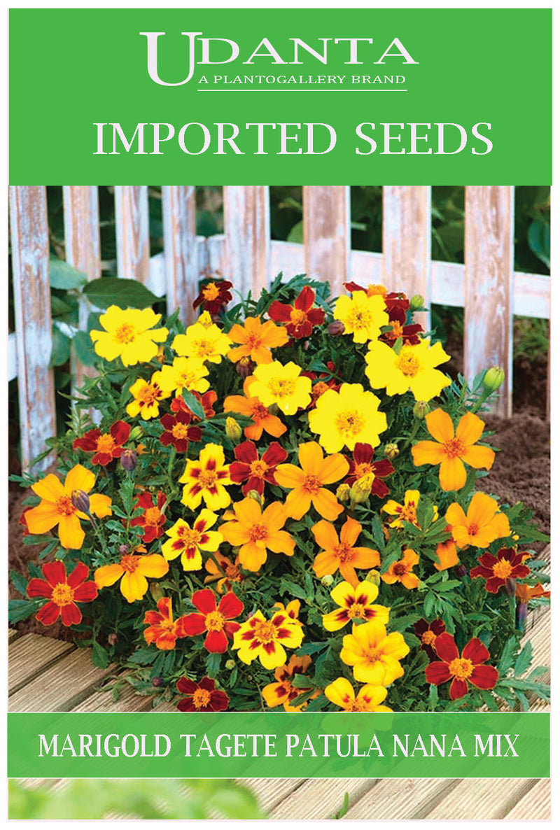 Udanta Imported Flower Seeds - Marigold Tatgete Patula Nana Perennial Flower Seeds - Qty 1Gm (Mix) Pack of 2 Pkt