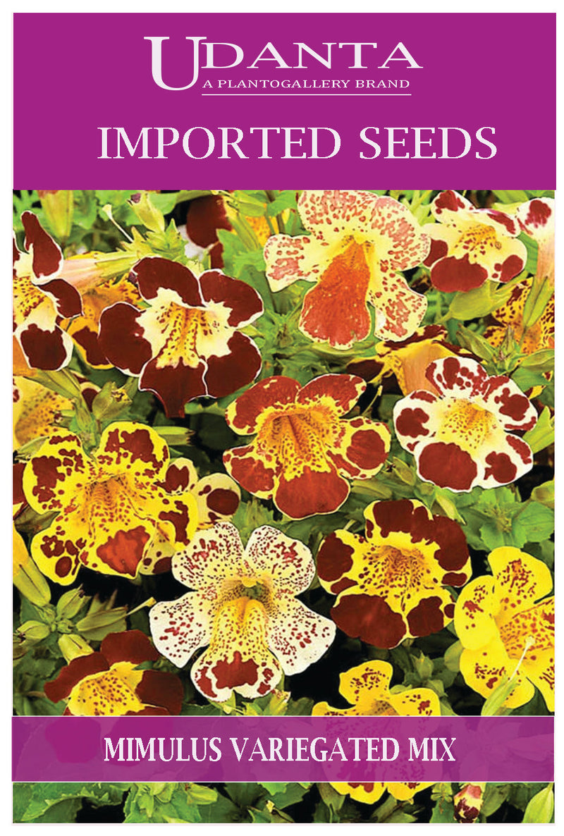 Udanta Imported Flower Seeds - Mimolo Mimulus Variegated Flower Seeds - Qty 1Gm (Mix) Pack of 2 Pkt