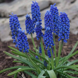 Plantogallery Muscari Armenicum Imported Flower Bulbs Size 5/6