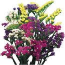 Statice Pacific Mix Flower Imported 20 Seeds