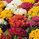 Nemesia Sundrop Mix Flower Imported 20 Seeds