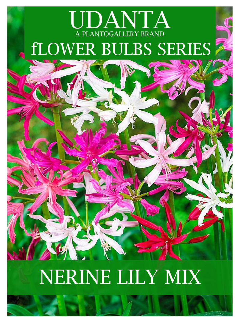 Udanta Nerine Lily Flower Bulbs Mix - Set Of 5 Bulbs
