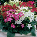 Nicotiana Avalon Mix Flower Imported 20 Seeds