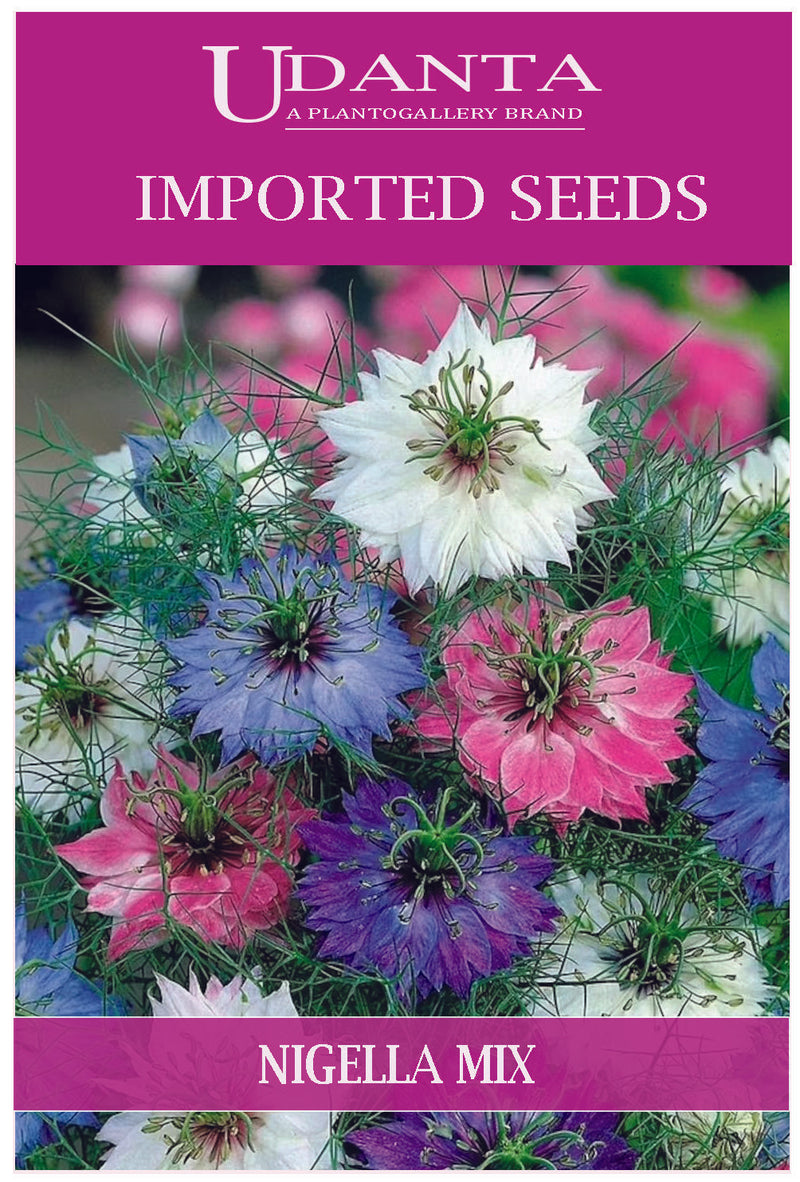 Udanta Imported Flower Seeds - Nigella Damasco Flower Seeds - Qty 4Gm (Mix) Pack of 2 Pkt