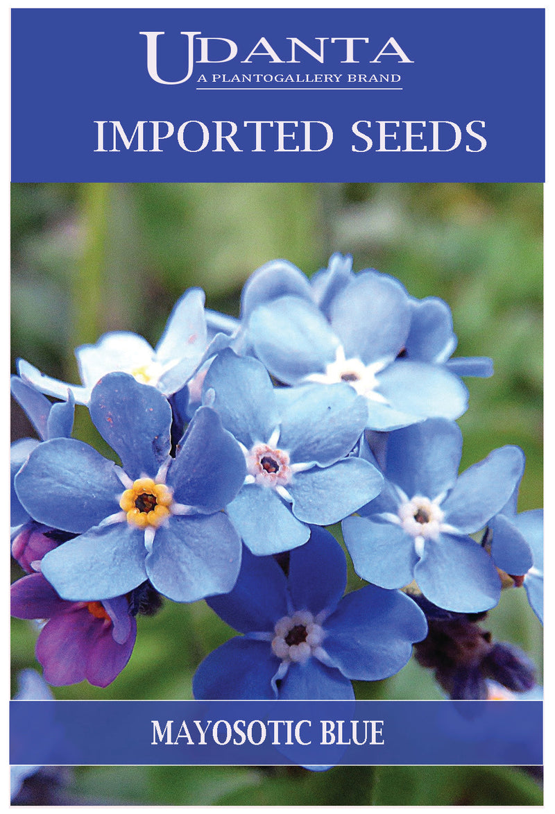 Udanta Imported Flower Seeds - Non Ti Scordar Di Me Myosotis Flower Seeds For Home Gardening - Qty 0.8Gm (Blue) Pack of 2 Pkt
