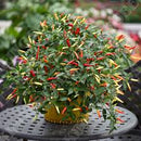 Ornamental Chilli F1 Basket of Fire Imported 20 Seeds