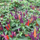 Ornamental Pepper Sangria Imported 20 Seeds