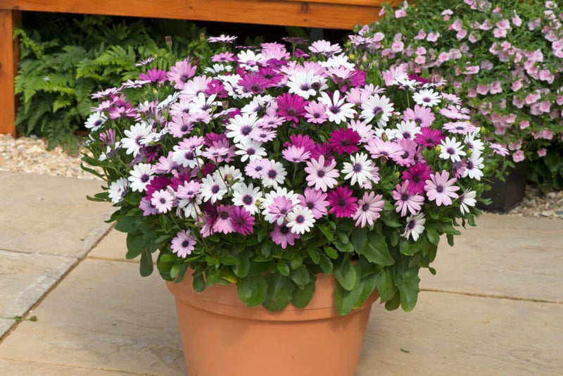 Osteospernum Ecklonis Mix Flower Imported 20 Seeds