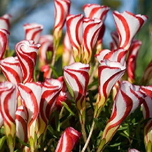 Plantogallery  I Oxalis Versicolor Imported Flower Bulbs Pack Of -5