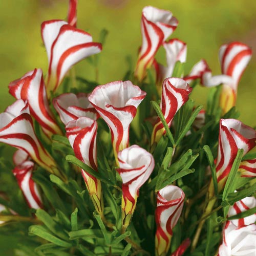 Plantogallery  I Oxalis Versicolor Imported Flower Bulbs Pack Of -5