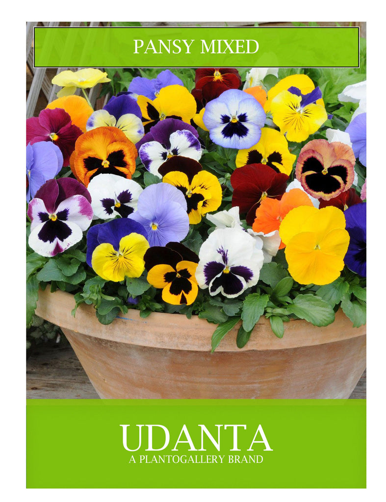 pansy-mix-flower-seeds