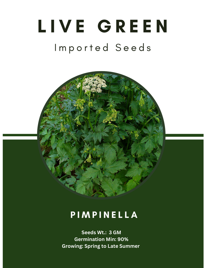 Live Green Imported Seeds - Pimpinella Garden Burnet Exotic Herb Seeds for Home Gardening - Pack of 3gm Seeds