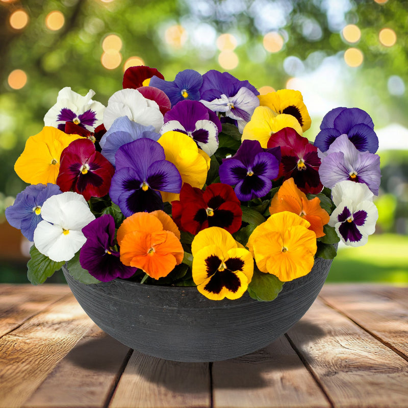Pansy Delta Pro All Colors Mix Flower Imported 20 Seeds