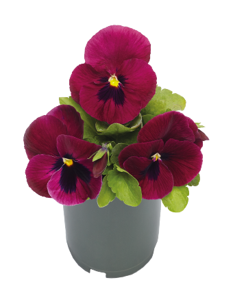 Pansy Inspire DeluXXe Deep Rose Blotch Flower Imported 20 Seeds