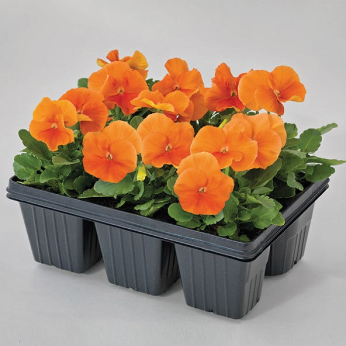Pansy Inspire DeluXXe Orange Flower Imported 20 Seeds