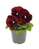Pansy Inspire DeluXXe Red Blotch Flower Imported 20 Seeds