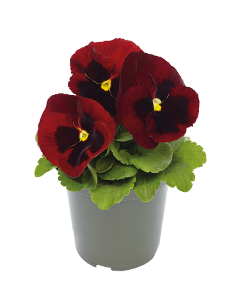 Pansy Inspire DeluXXe Red Blotch Flower Imported 20 Seeds
