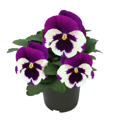 Pansy Inspire DeluXXe White Violet Wing Flower Imported 20 Seeds