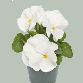 Pansy Inspire DeluXXe White Flower Imported 20 Seeds