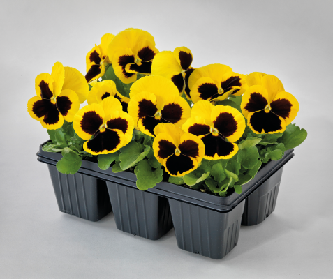 Pansy Inspire DeluXXe Yellow Blotch Flower Imported 20 Seeds