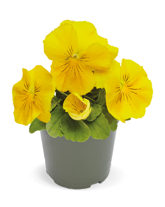 Pansy Inspire DeluXXe Yellow Flower Imported 20 Seeds