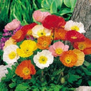 Papaver Nudicaule Pulchinella Mix Flower Imported 20 Seeds