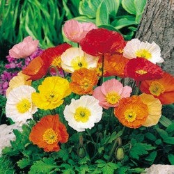 Papaver Nudicaule Pulchinella Mix Flower Imported 20 Seeds