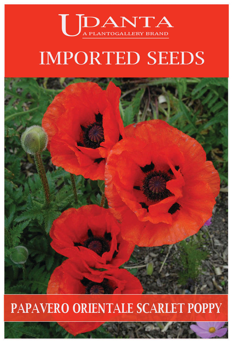 Udanta Imported Flower Seeds - Papavero Orientale Scarlet Poppy Flower Seeds - Qty 1.5Gm (Orange) Pack of 2 Pkt