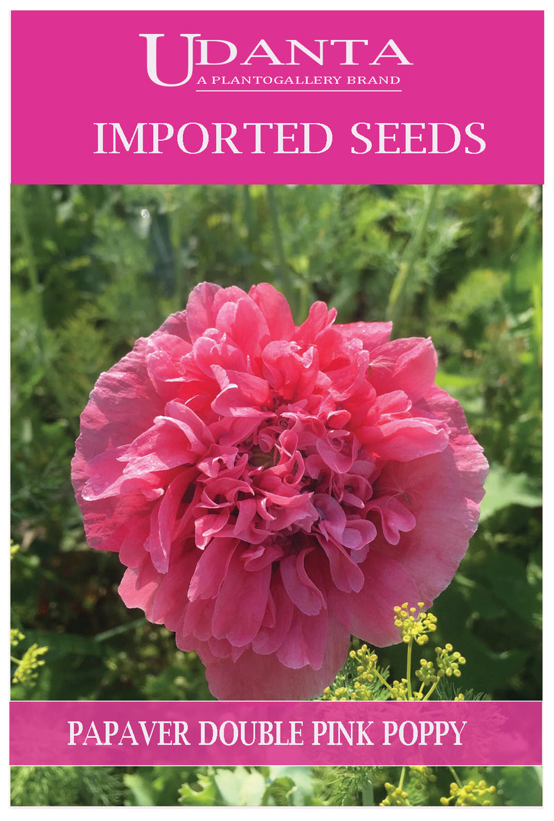 Udanta Imported Flower Seeds - Papavero Rhoeas Fiori Doppi Poppy Flower Seeds - Qty 4Gm (Double Pink) Pack of 5 Pkt