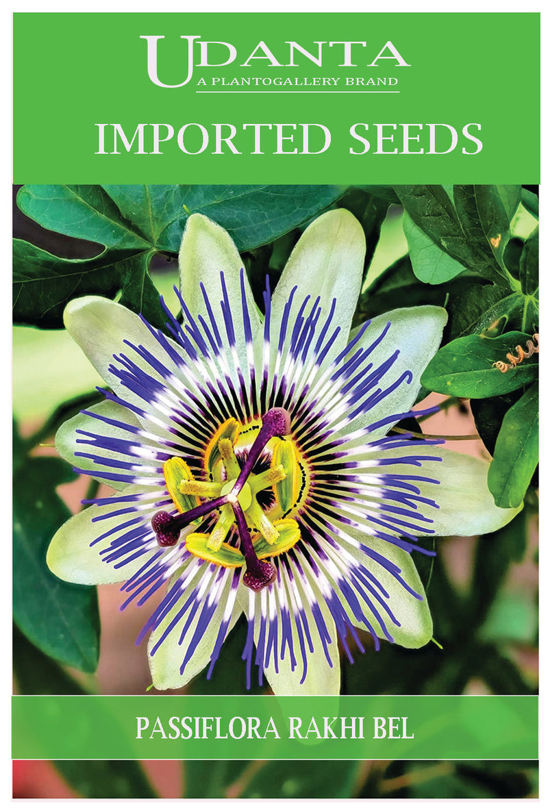 Udanta Imported Flower Seeds - Rakhibel Passiflora Climbing Flower Seeds For All Season - Qty 0.75Gm Pack of 5 Pkt
