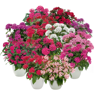Pentas Lanceolata Graffiti Mix Flower Imported 20 Seeds