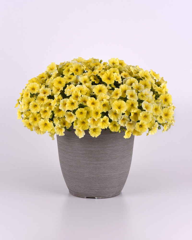 Petchoa Caliburst Yellow Flower Imported 20 Seeds