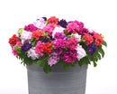 Petunia Double Cascade Mix Flower Imported 20 Seeds