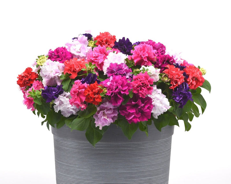 Petunia Double Cascade Mix Flower Imported 20 Seeds