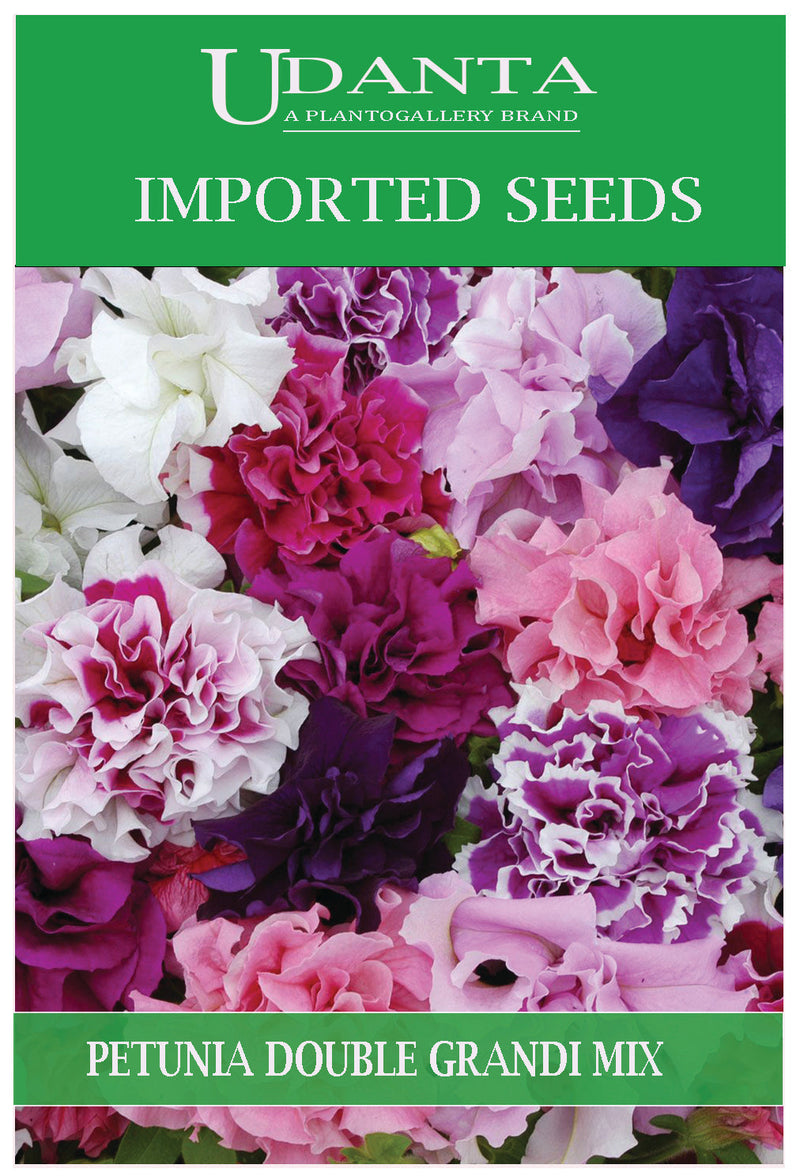 Udanta Imported Flower Seeds - Petunia Double Doppia Grandi Winter Flower Seeds - Qty 0.1Gm (Mix) Pack of 5 Pkt