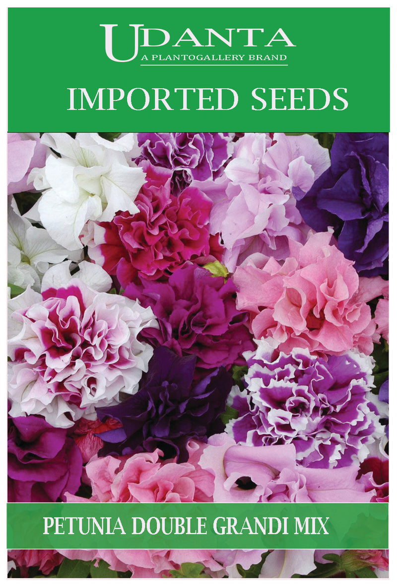 Udanta Imported Flower Seeds - Petunia Double Doppia Grandi Winter Flower Seeds - Qty 0.1Gm (Mix) Pack of 2 Pkt