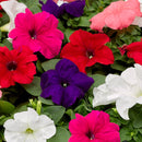 Petunia GF Duvet (Extra Dwarf) Mix Flower Imported 20 Seeds