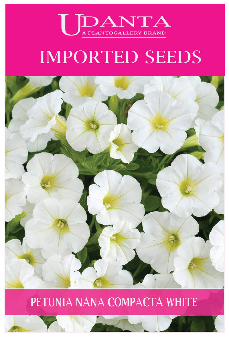 Udanta Imported Flower Seeds - Petunia Nana Compatta Bianca Imported Flower Seeds - Qty 0.5Gm Seeds (White) Pack of 2 Pkt
