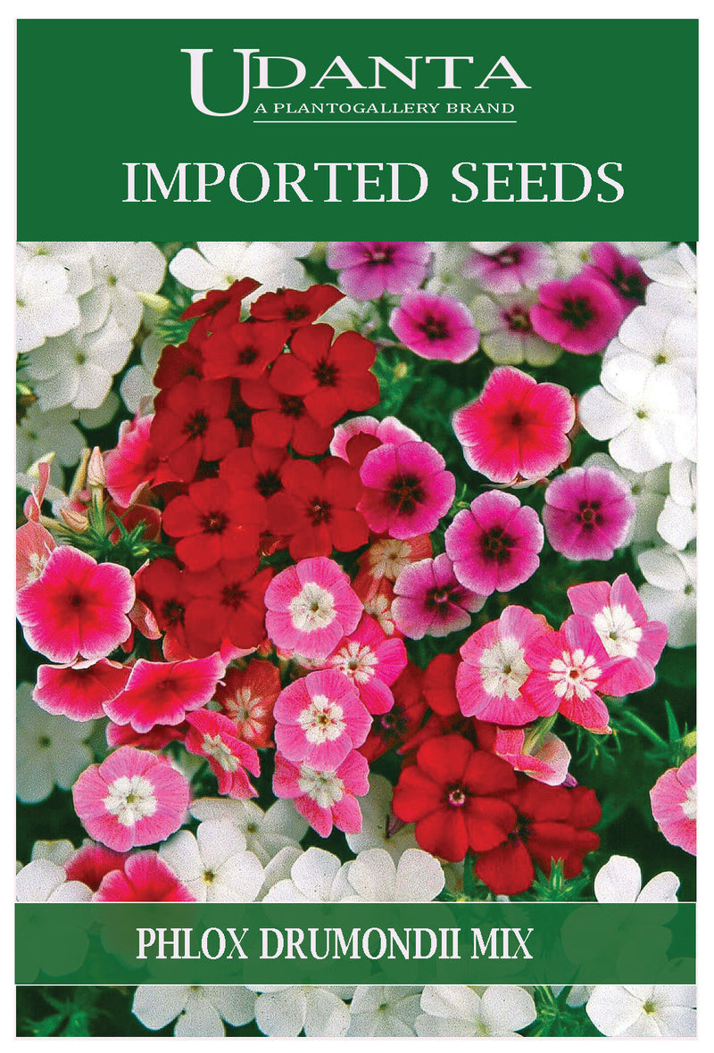 Udanta Imported Flower Seeds - Phlox Drummondii Flower Seeds For Winter Season - Qty 1.5Gm (Mix) Pack of 5 Pkt