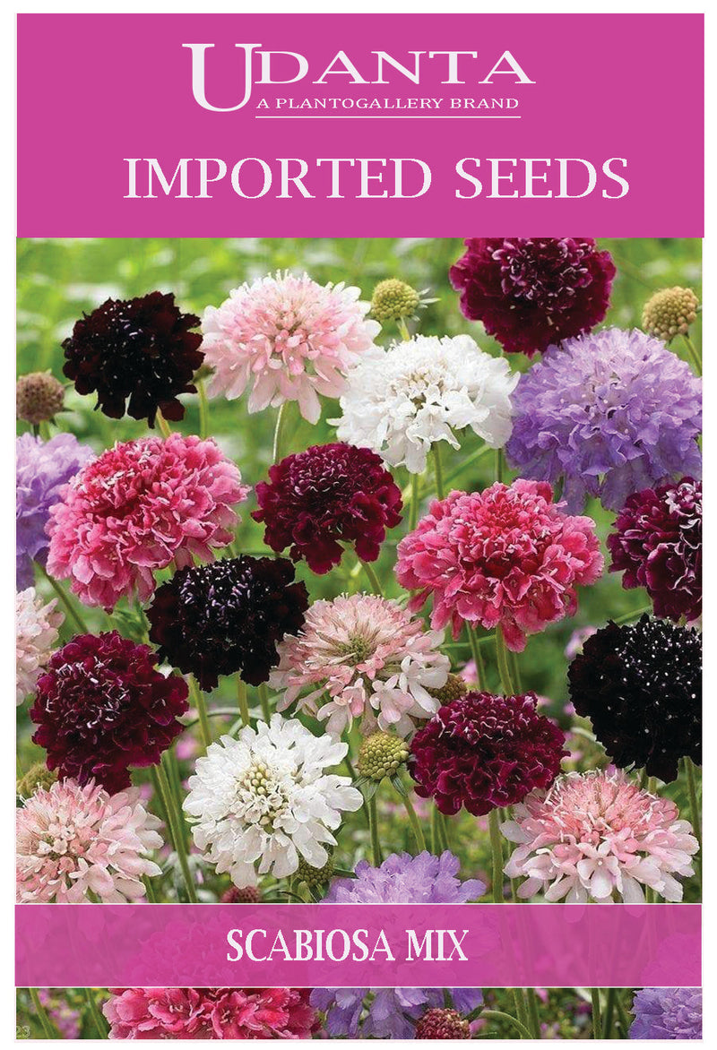 Udanta Impoted Flower Seeds - Pincushion Flower Scabiosa Flower Seeds - Qty 1Gm (Mix) Pack of 5 Pkt