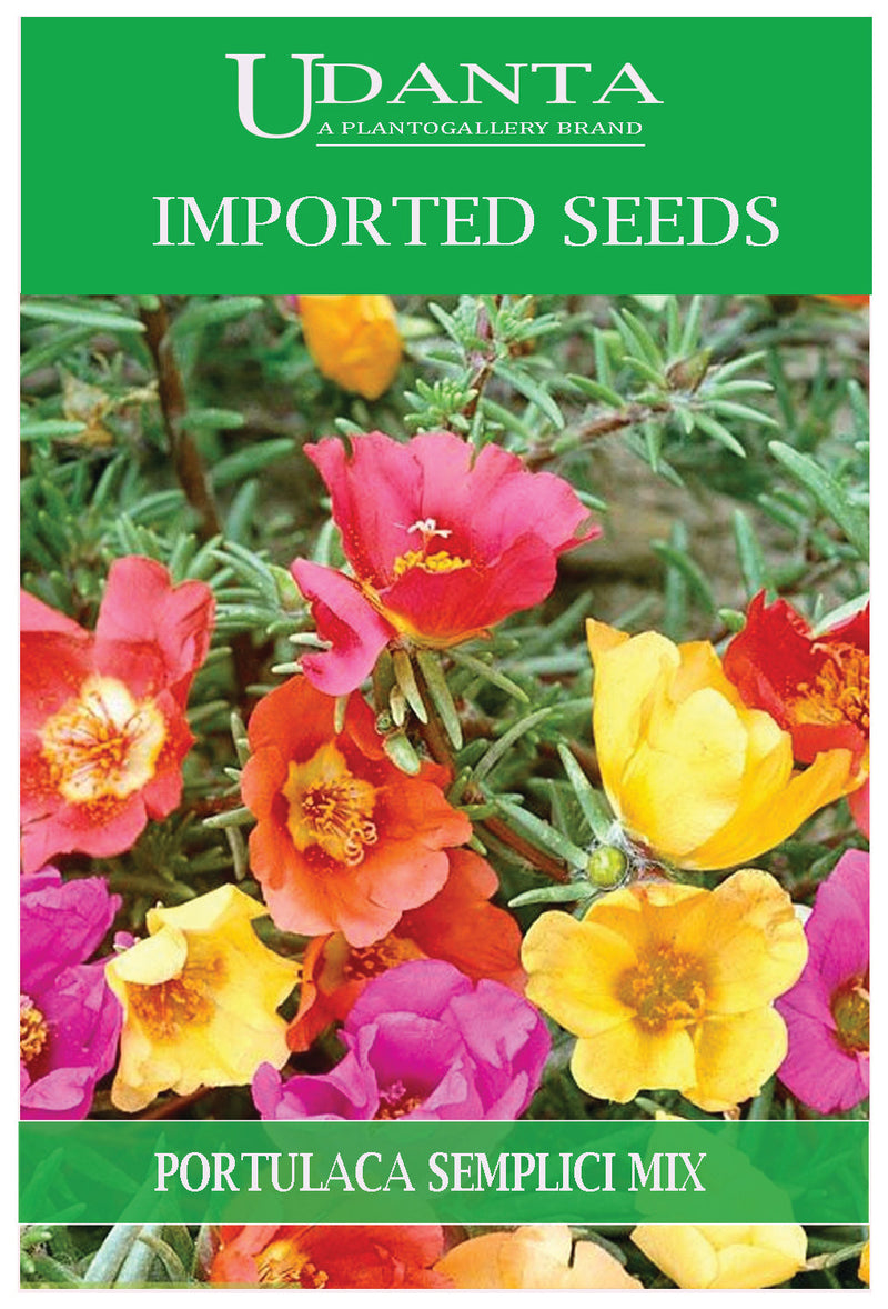 Udanta Imported Flower Seeds - Portulaca Fiori Semplici Flower Seeds For Perennial Gardening - Qty 1Gm (Mix) Pack of 2 Pkt