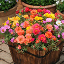 Portulaca Happy Hour Mix Flower Imported 20 Seeds