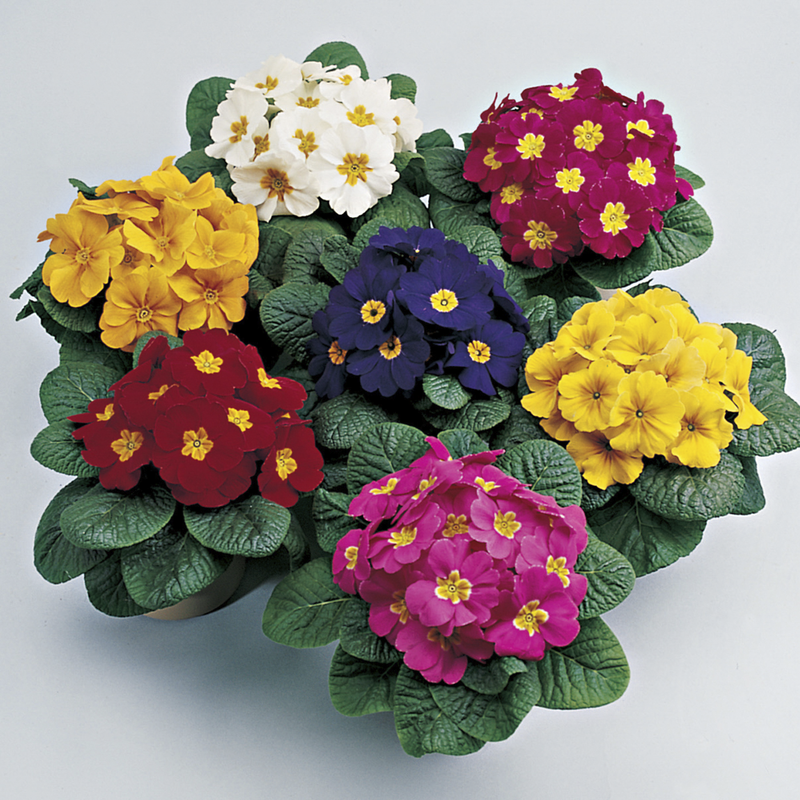 Primula Paradiso Early Mix Flower Imported 20 Seeds