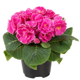 Primula Paradiso F1 Double Mix Flower Imported 20 Seeds