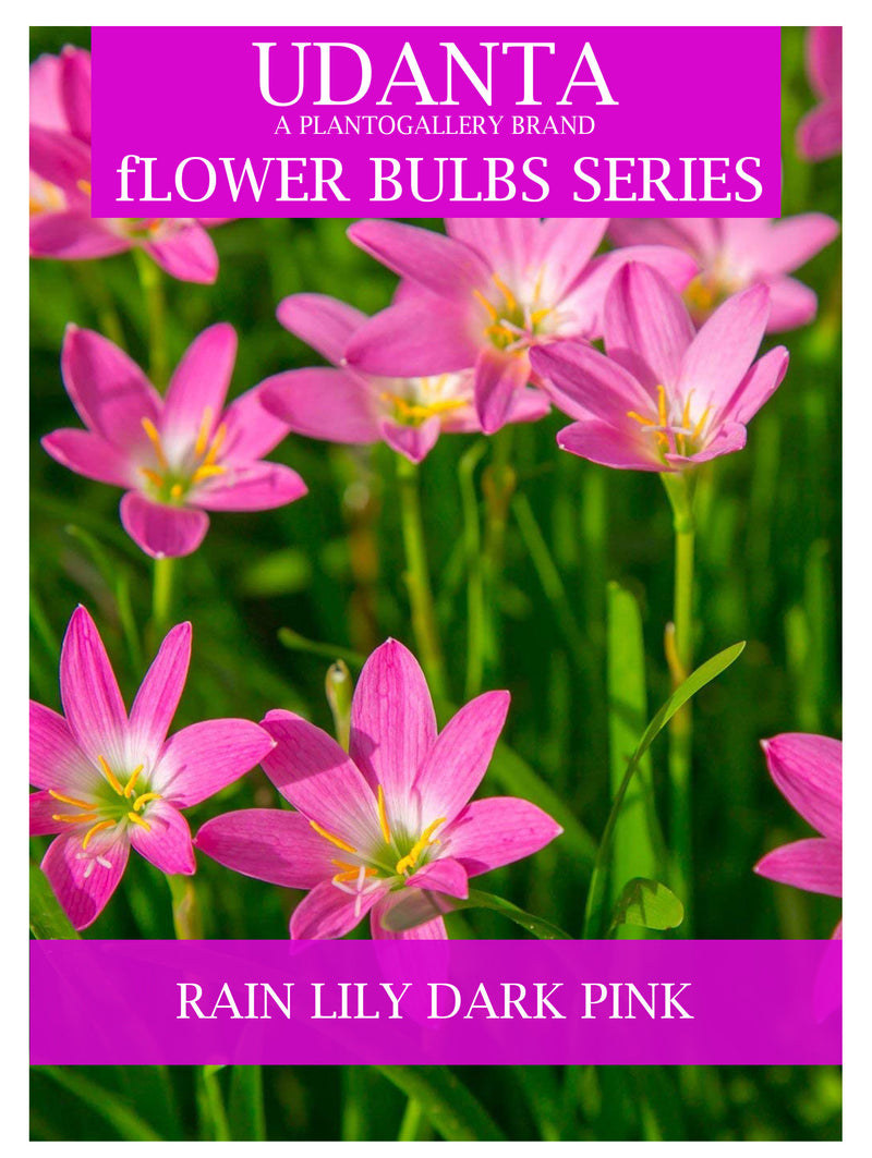 Udanta Rain Lily - Zephyranyhus Bulbs For All Season - Pack of 10 Bulbs (Dark Pink)