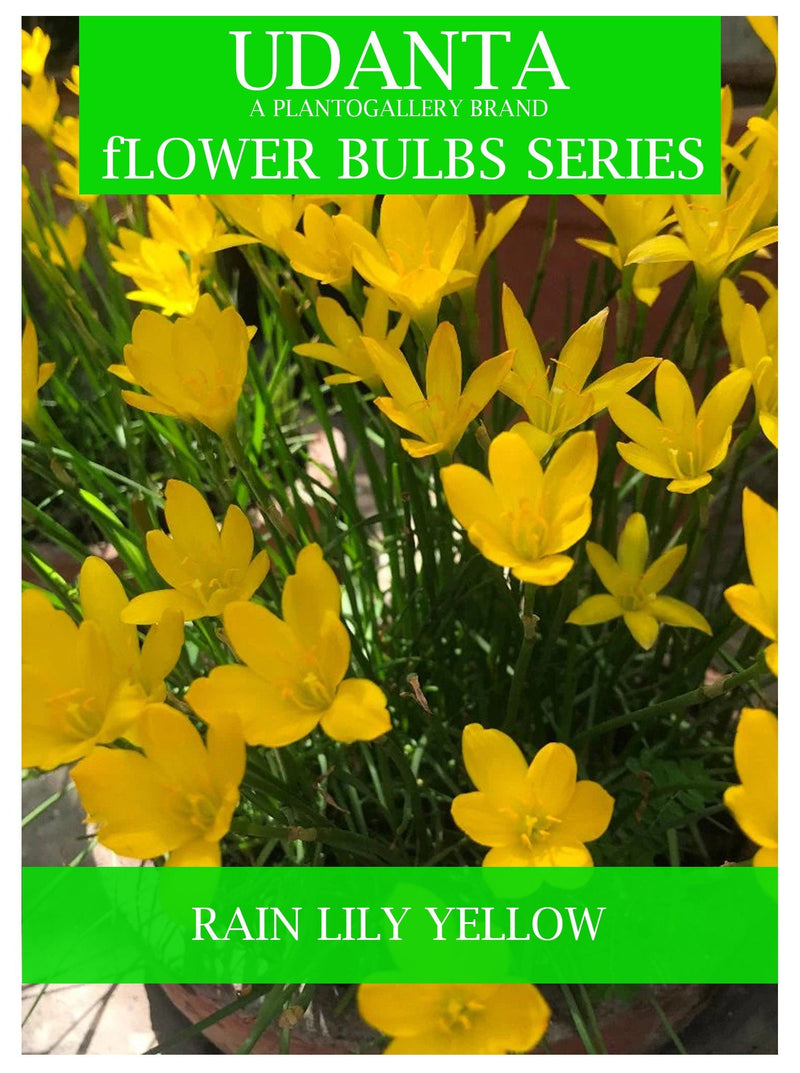 Udanta Zephyranthus Lily - Rain Lily Flower Bulbs Special For Rainy Season - Set of 20 Bulbs (Dark Yellow)